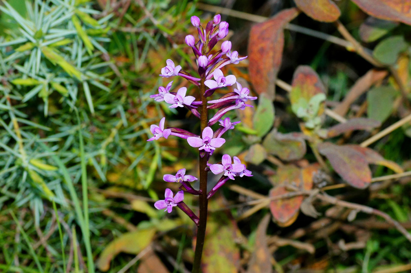 Orchidea da determninare: Orchis brancifortii